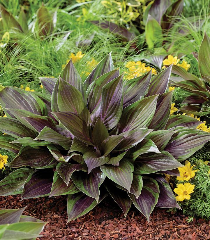 Hosta Red Ninja™
