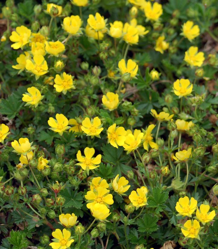 Potentilla verna 'Nana'