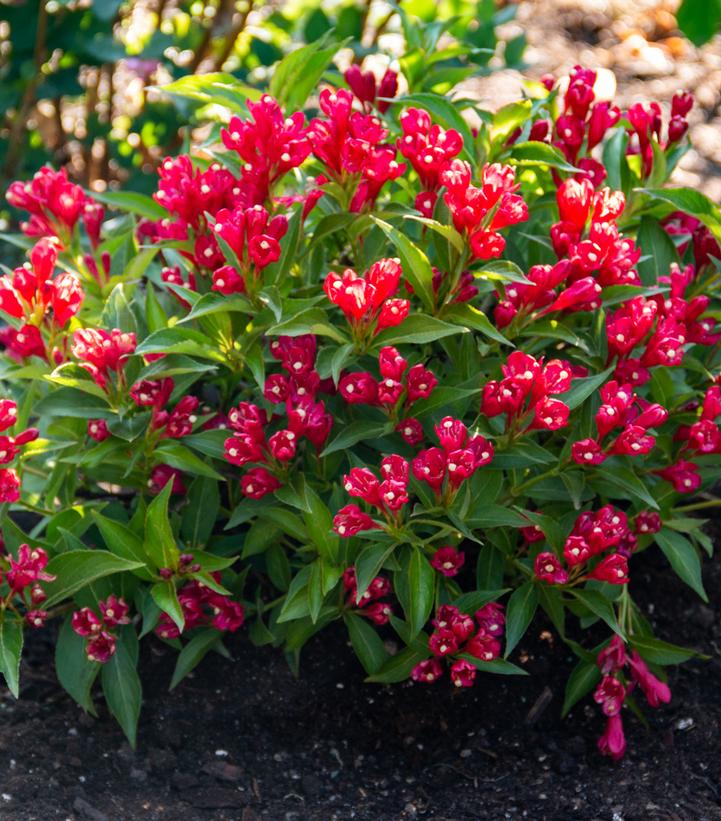 Weigela x Crimson Kisses®