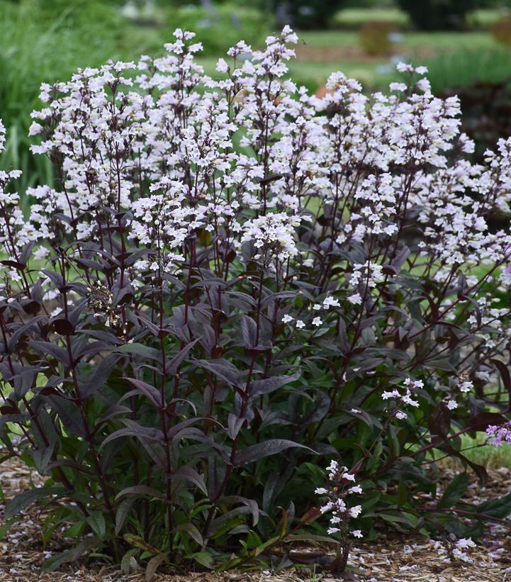 Penstemon 'Onyx and Pearls'