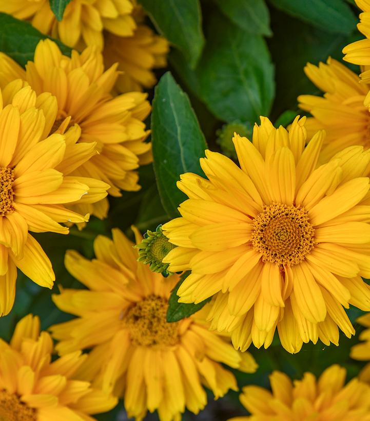 Heliopsis helianthoides ATHENA GOLD®