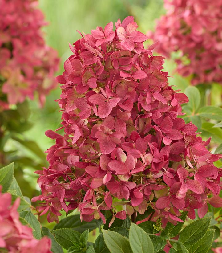 Hydrangea paniculata Groundbreaker® Ruby™