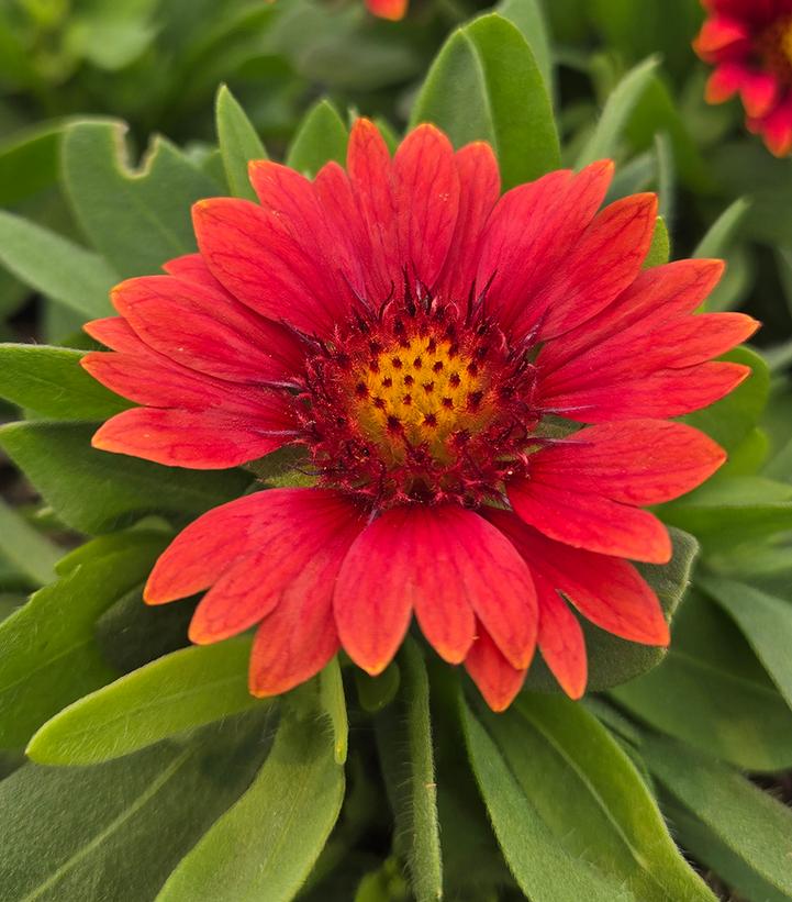 Gaillardia x GUSTO™ Paprika