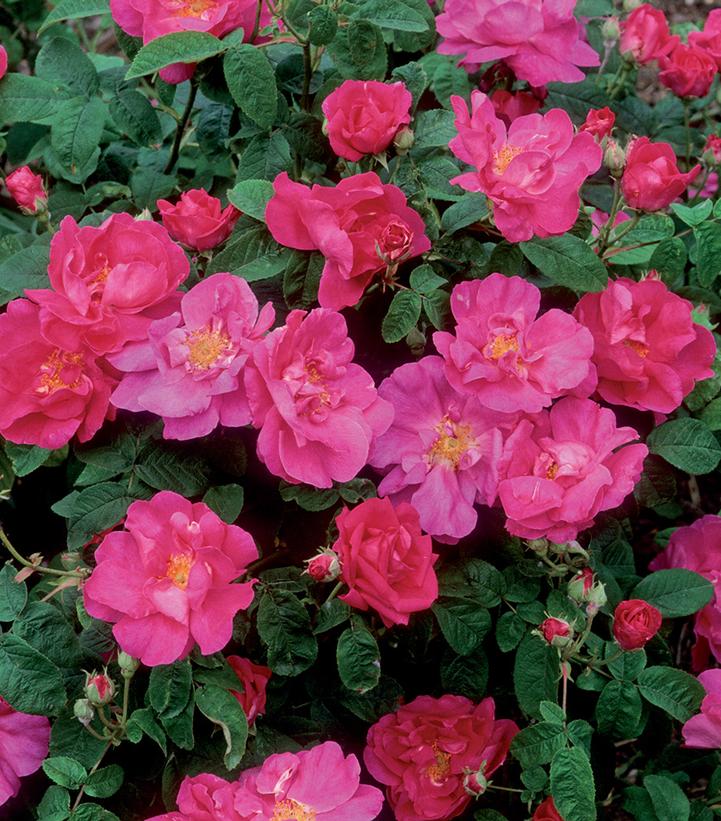 Rosa gallica Officinalis