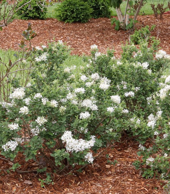 Syringa x pubescens Bloomerang Showmound®