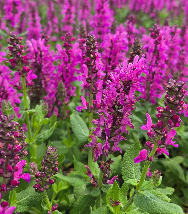 Salvia nemerosa 'Noble Princess'