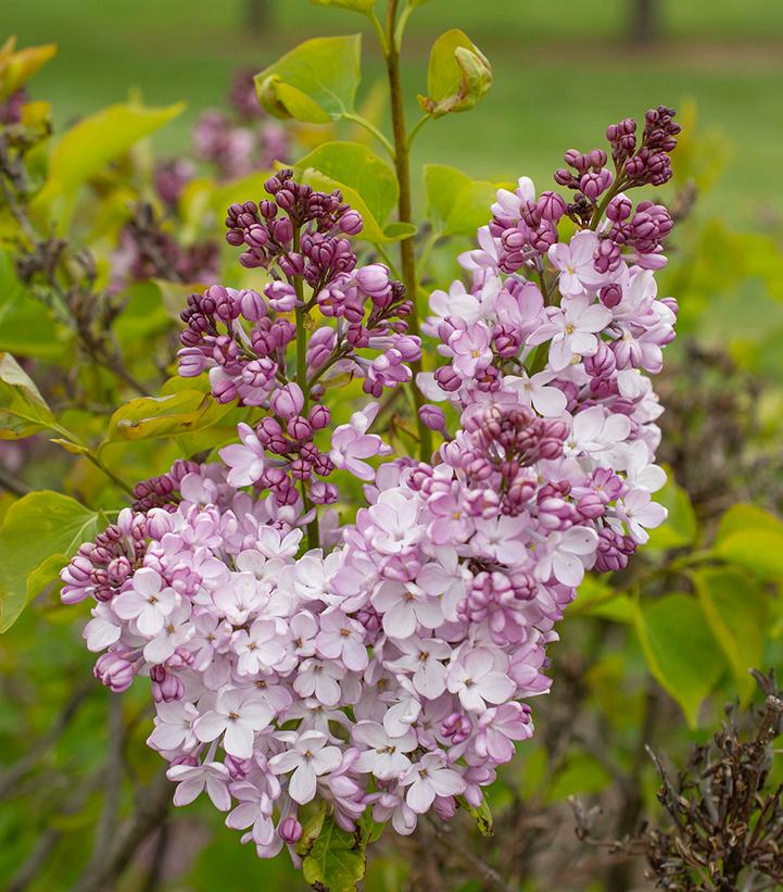 Syringa vulgaris New Age™ Pink Flush