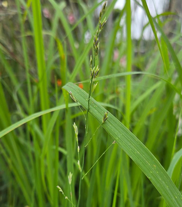 Molinia Mist in Motion