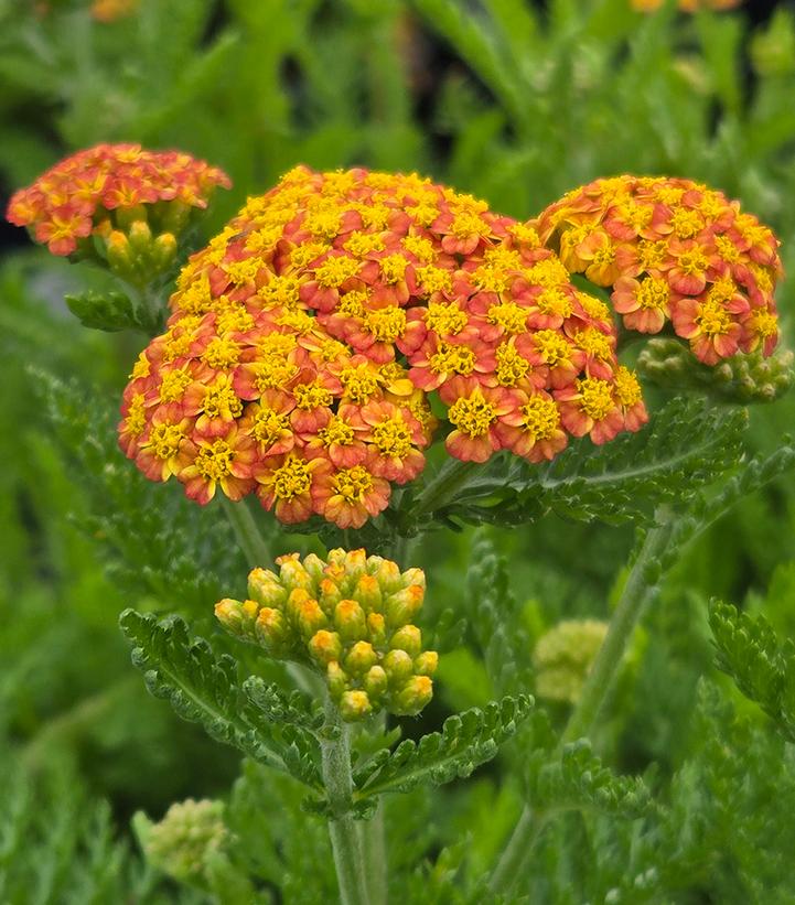 Achillea millefolium Skysail Yellow