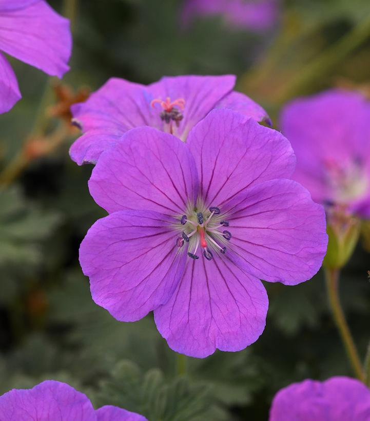 Geranium sanguineum Purple Glow