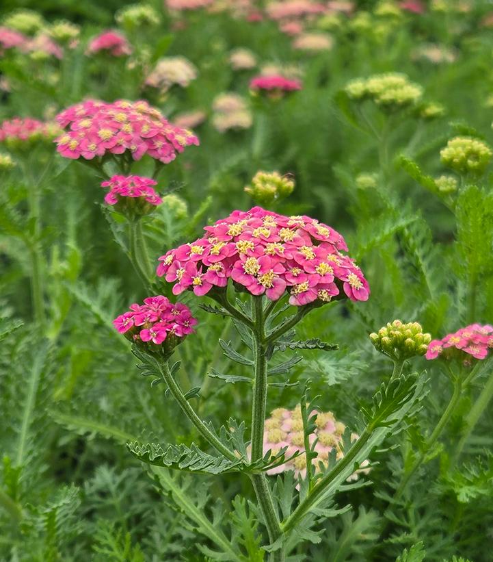 Achillea millefolium Skysail Bright Pink