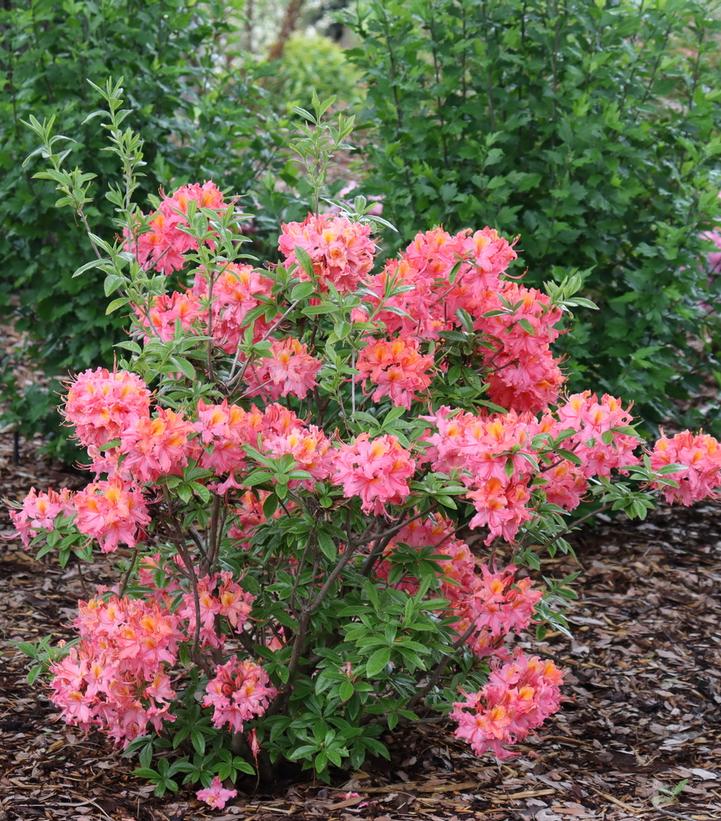 Rhododendron x Sweet Reward®