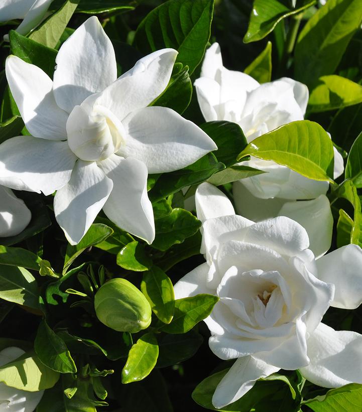 Gardenia Summer Snow