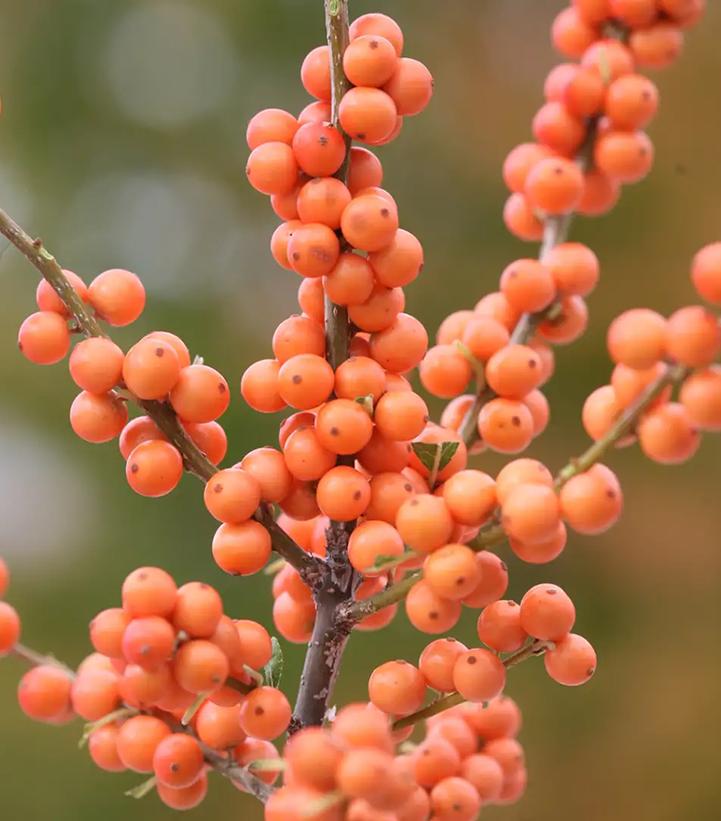 Ilex verticillata 'Winter Gold'
