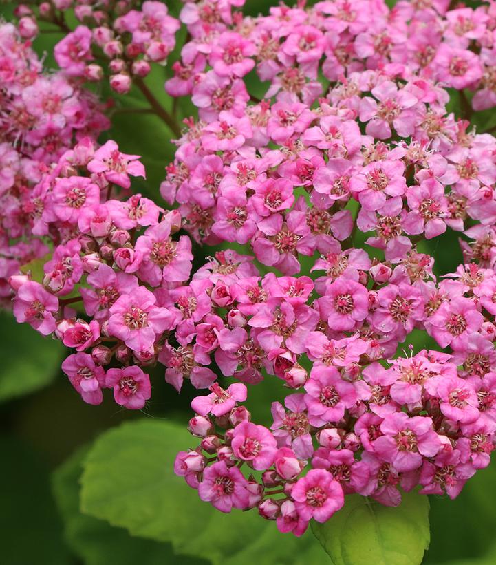 Spiraea betulifolia Glow Girl® Pink