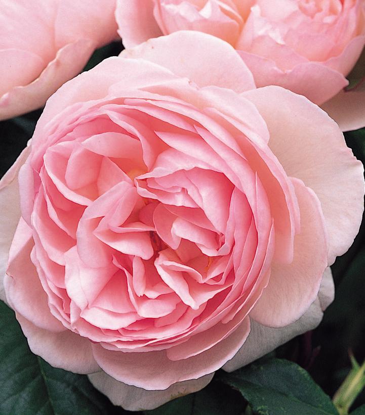 Rosa Heritage