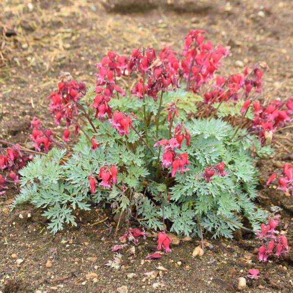 Dicentra 'Rubies and Diamonds'
