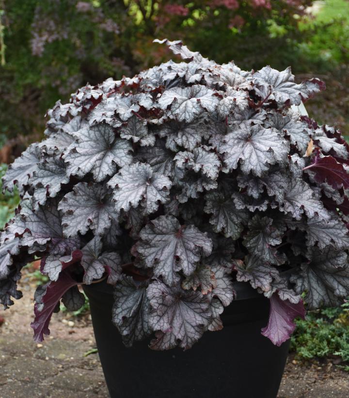 Heuchera hybrid Dressed Up® 'Prom Dress'