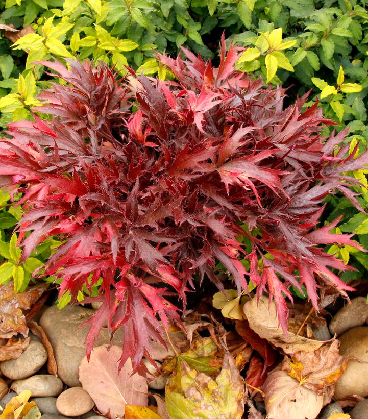 Heuchera FYRE WING™ 'Hematite'