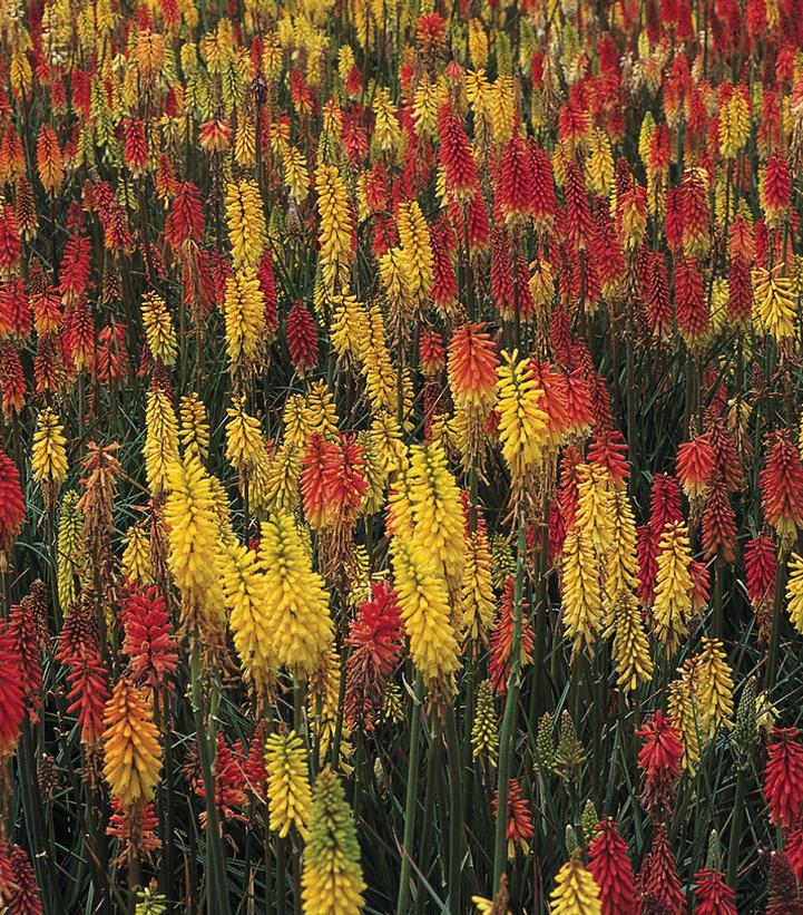 Kniphofia Flamenco Mix