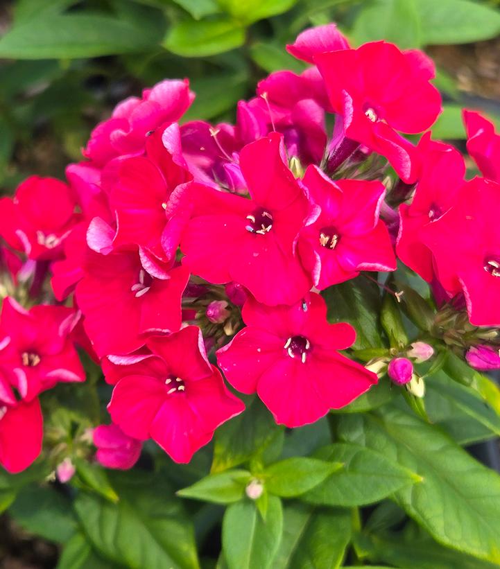 Phlox paniculata Flame® Red