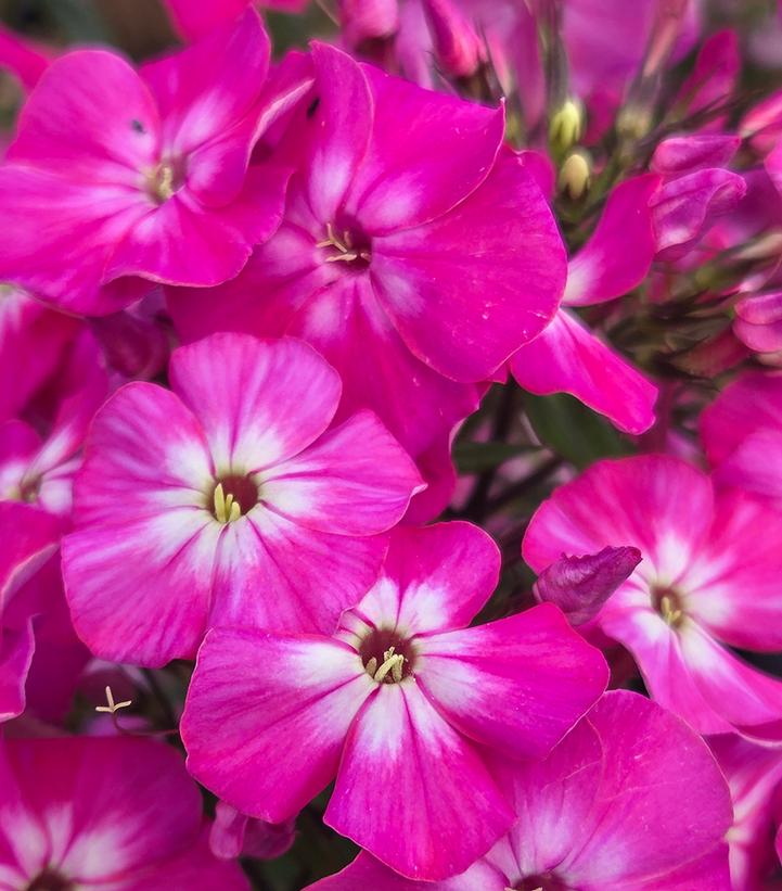 Phlox paniculata Flame® Light Pink