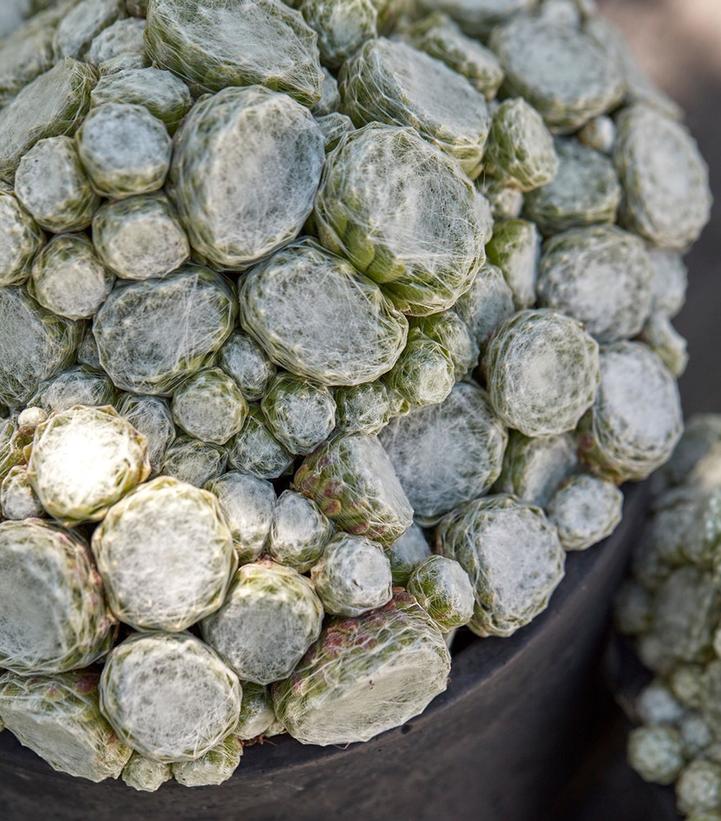 Sempervivum Colorockz™ Arctic White