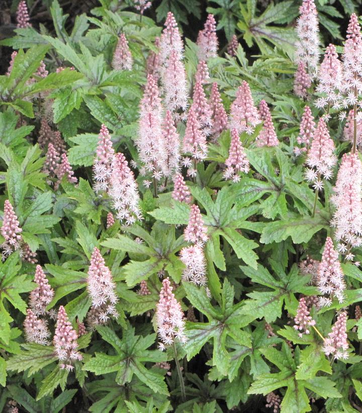Tiarella Pink Skyrocket