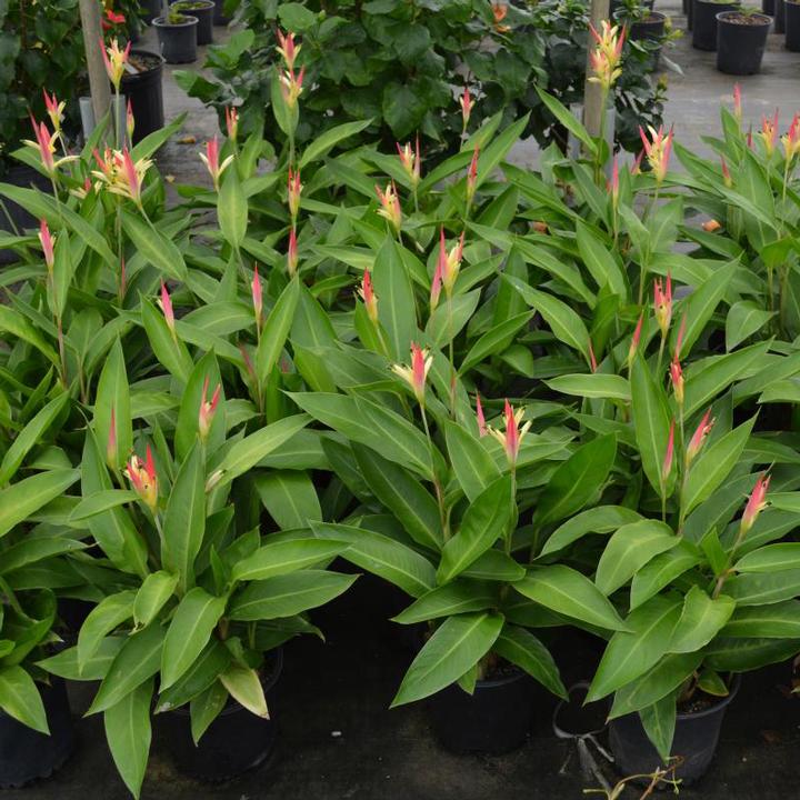 Heliconia 'Ruby Parrot'
