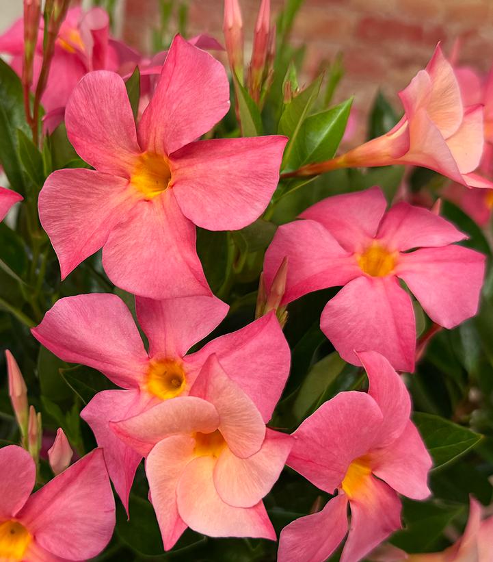 Mandevilla SUN PARASOL® FIREDUP® Magic Pink