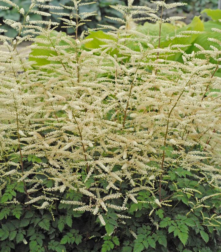 Aruncus x 'Misty Lace'