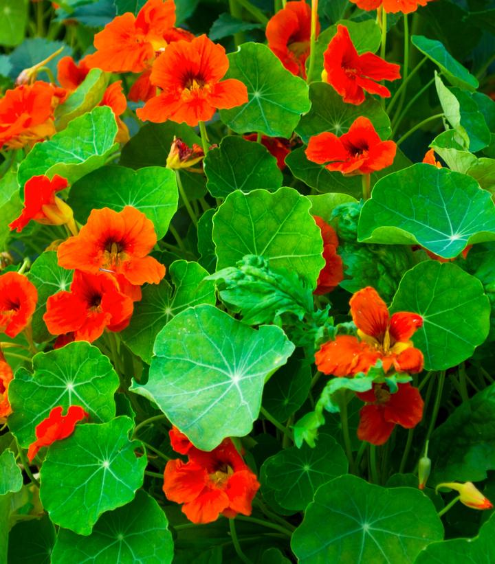 Nasturtium 'Empress of India'