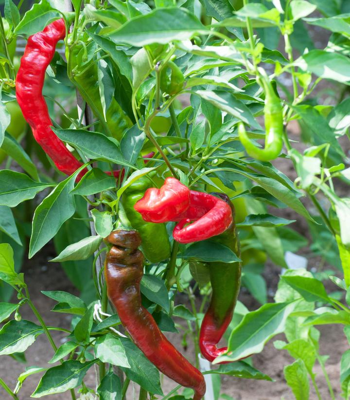 Pepper 'Jimmy Nardello'