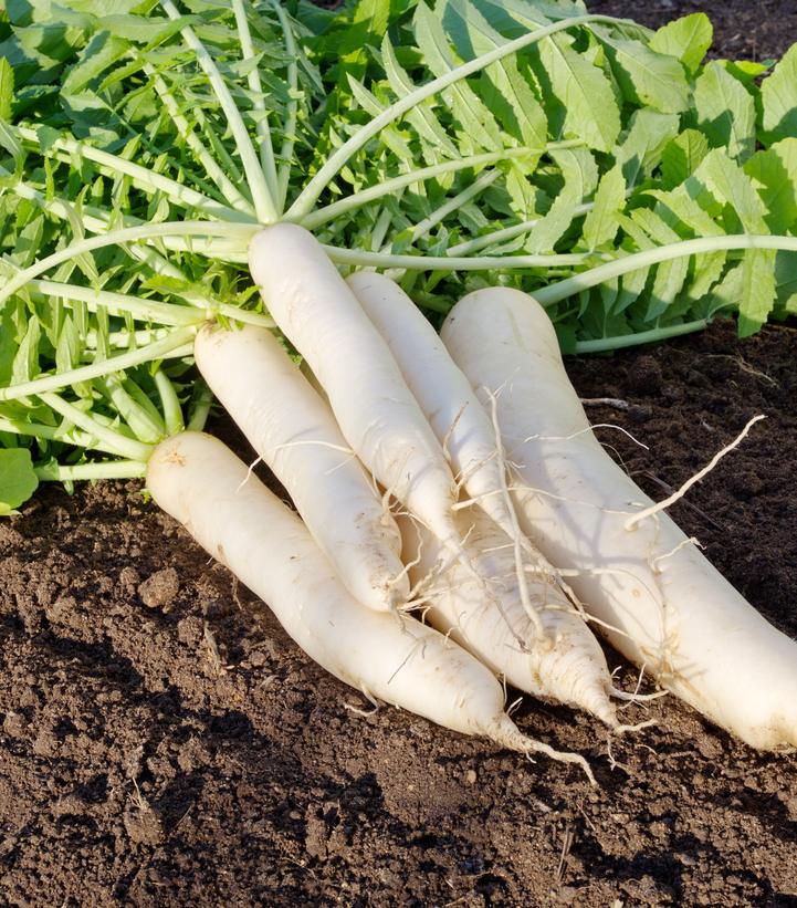 Daikon Radish