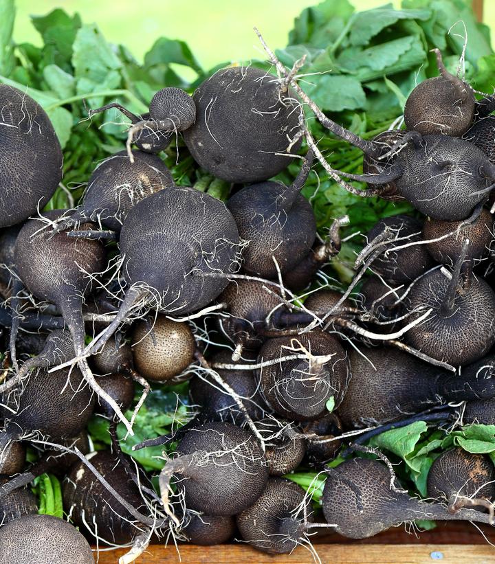 Radish 'Spanish Black'