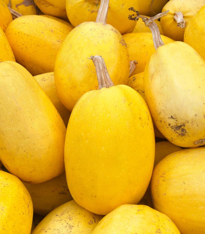 Squash Spaghetti