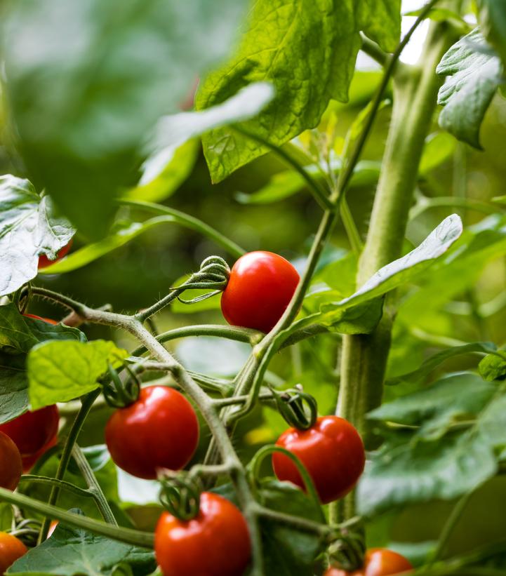 Tomato 'Sweet 100'