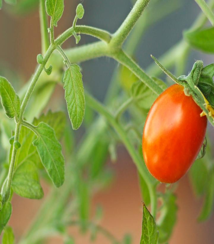 Tomato 'Juliet'