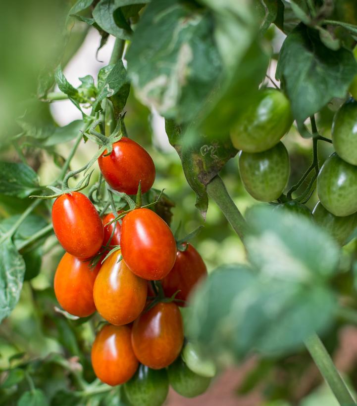 Tomato 'Roma'