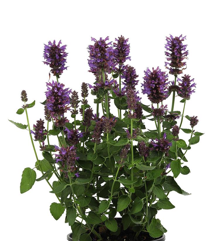 Agastache x 'Honeysticks Purple'