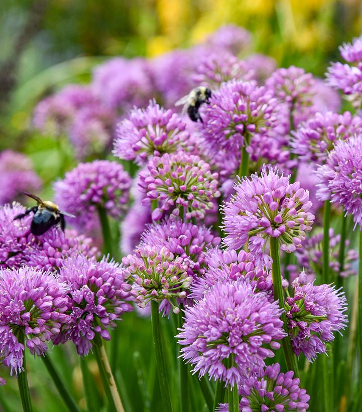 Allium 'All the Buzz'