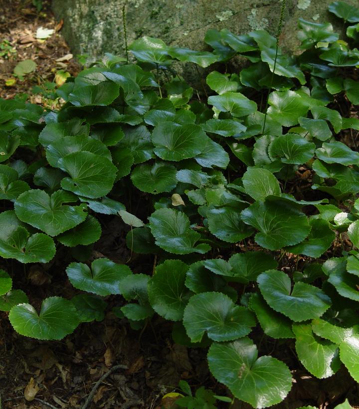 Asarum europaeum 