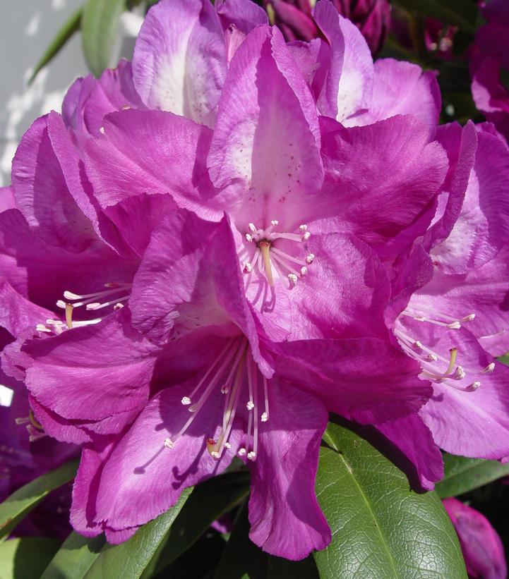 Rhododendron Minnetonka