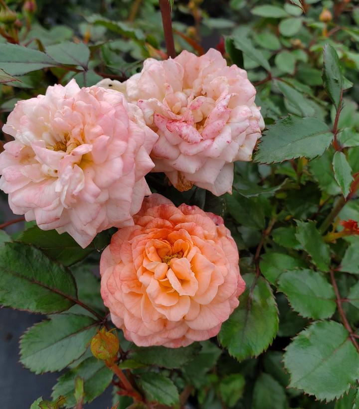 Rosa Apricot Drift®