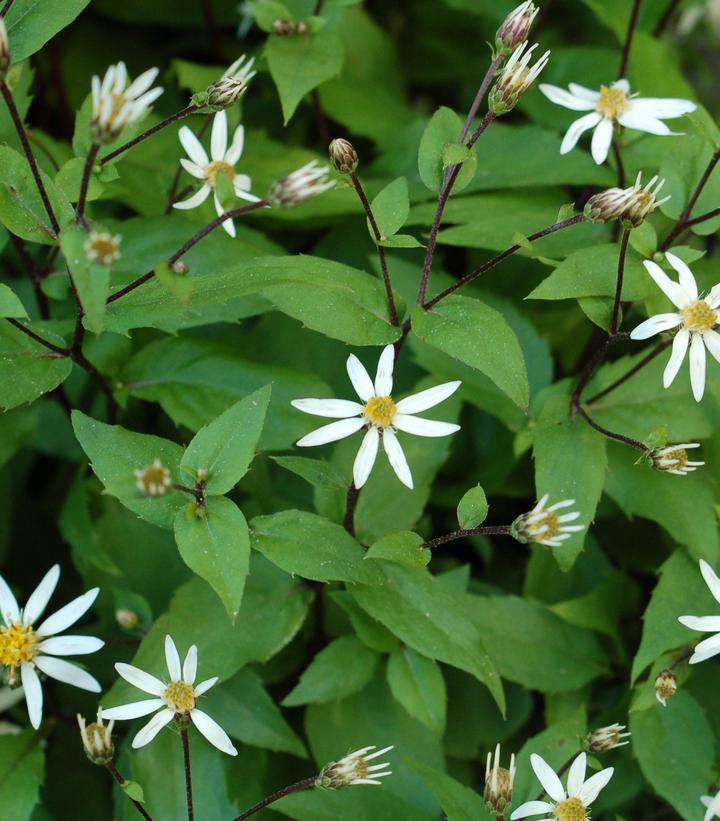 Aster divaricata 