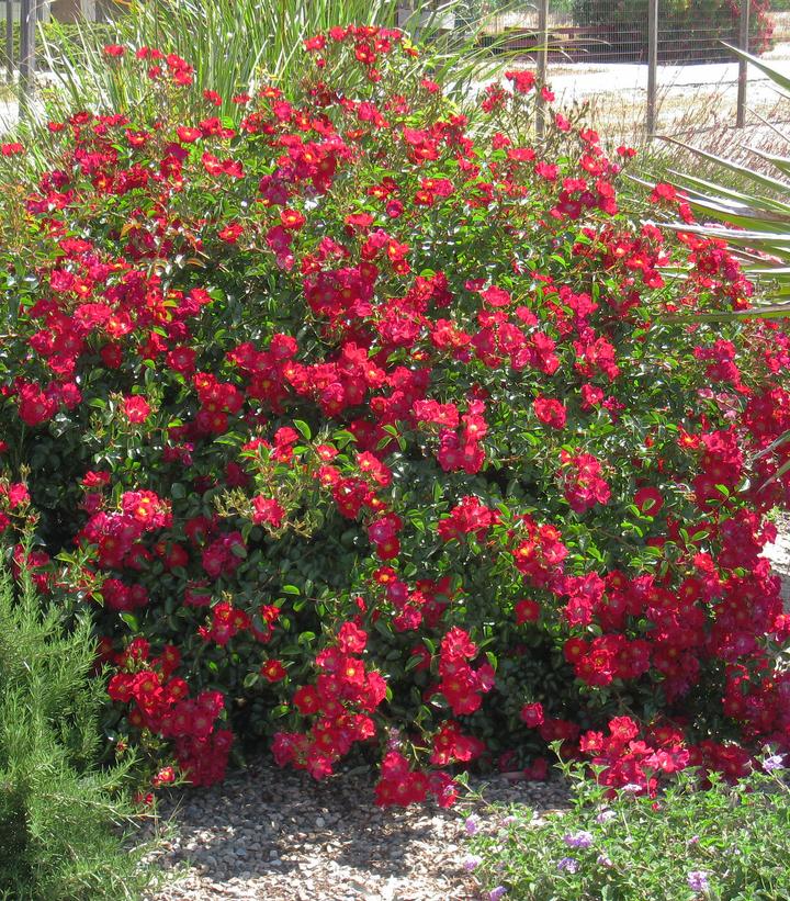 Rosa Flower Carpet- Red Red Flower Carpet Rose from Prides Corner Farms