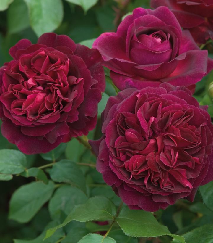 Rosa Munstead Wood