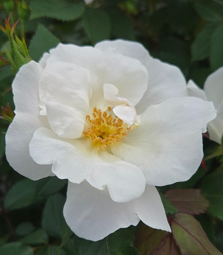Rosa White Knock Out®