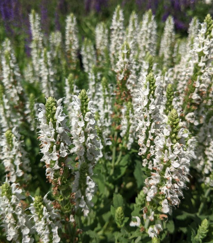 Salvia x sylvestris 'Snow Hill'