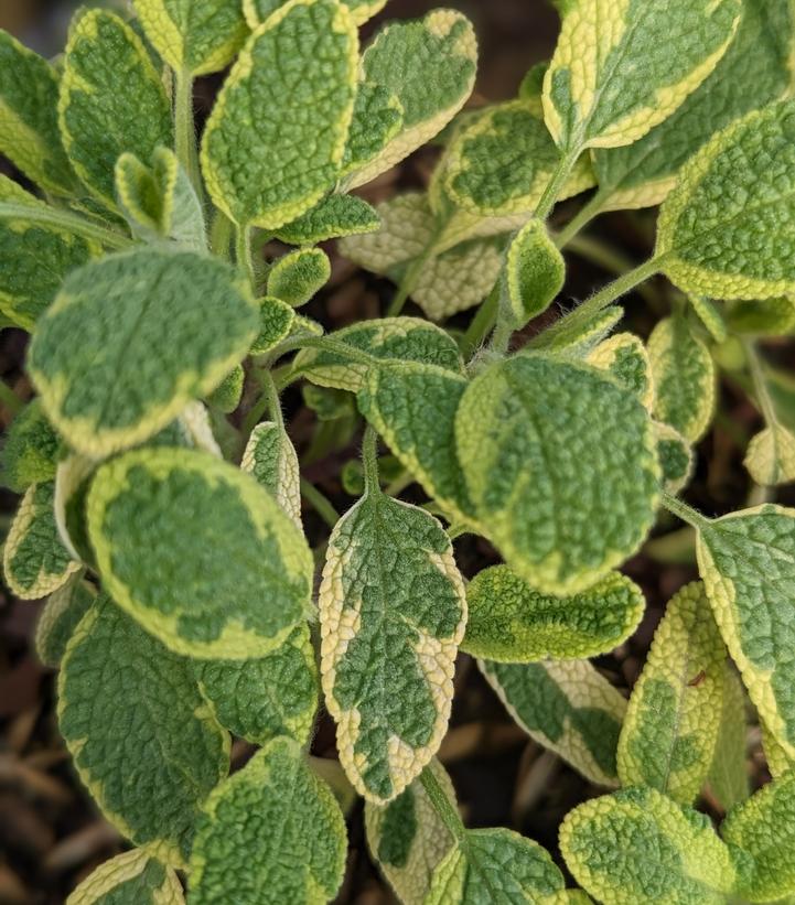 Salvia officinalis 'Icterina'